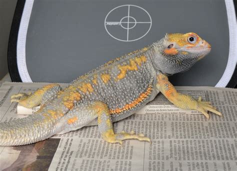 Bearded dragon craigslist - You almost don’t want to let the cat out of the bag: Craigslist can be an absolute gold mine when it come to free stuff. One man’s trash is literally another man’s treasure on this online classified website. Check out the following to see h...